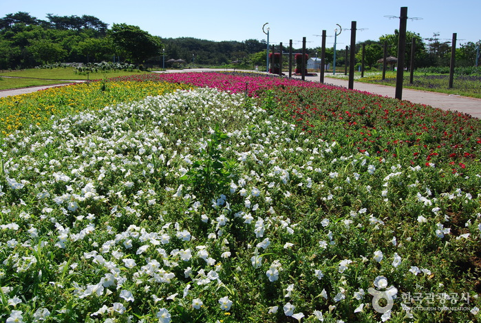 꽃지해안공원